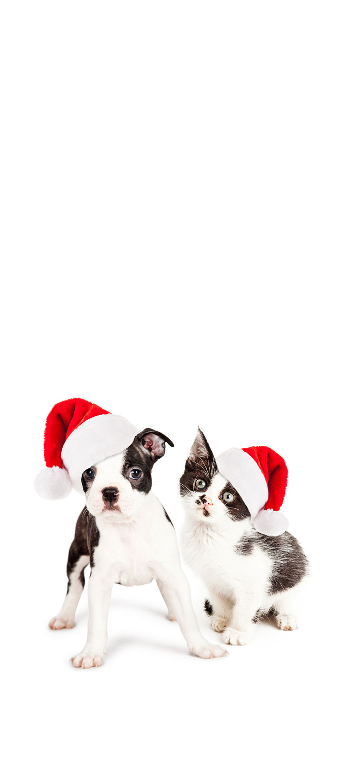 cachorro branco gato