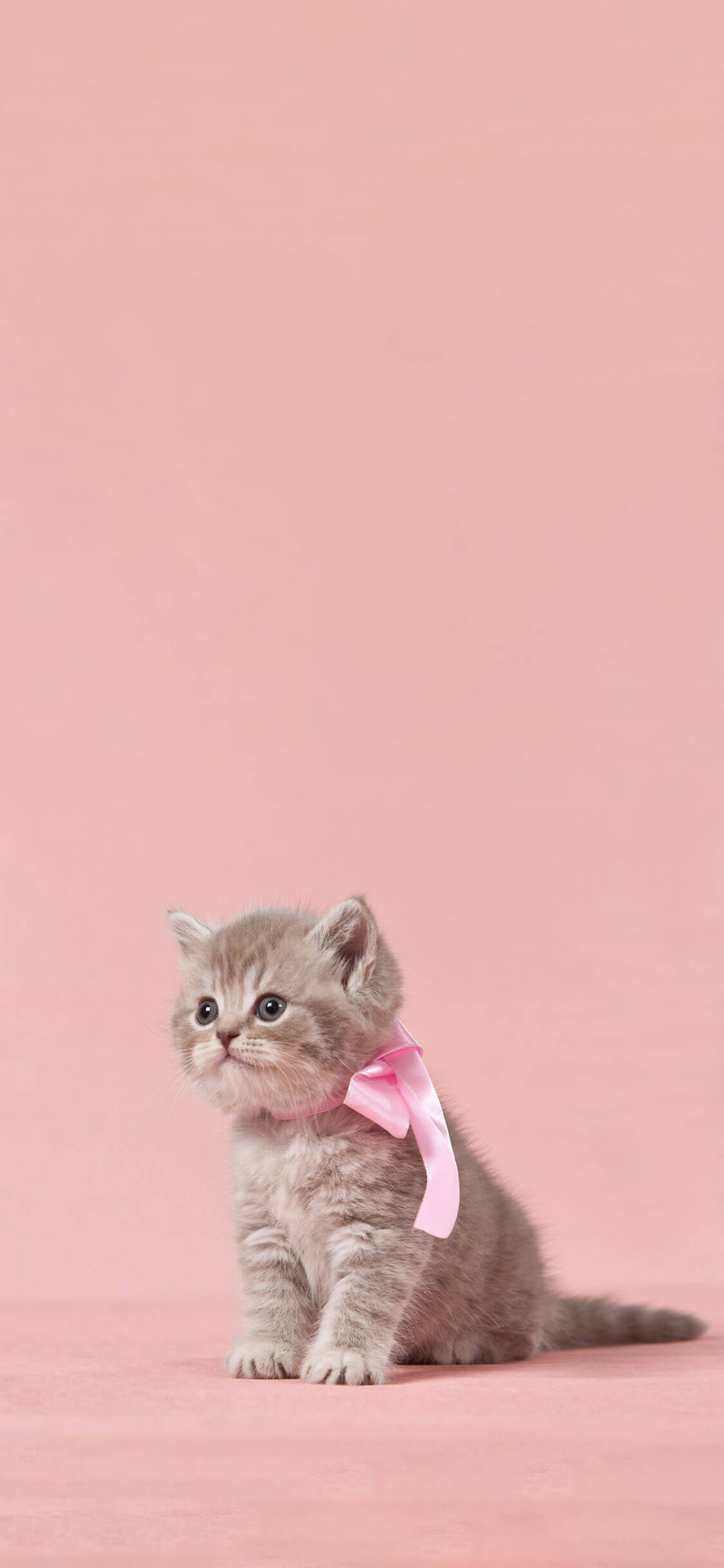 Gato