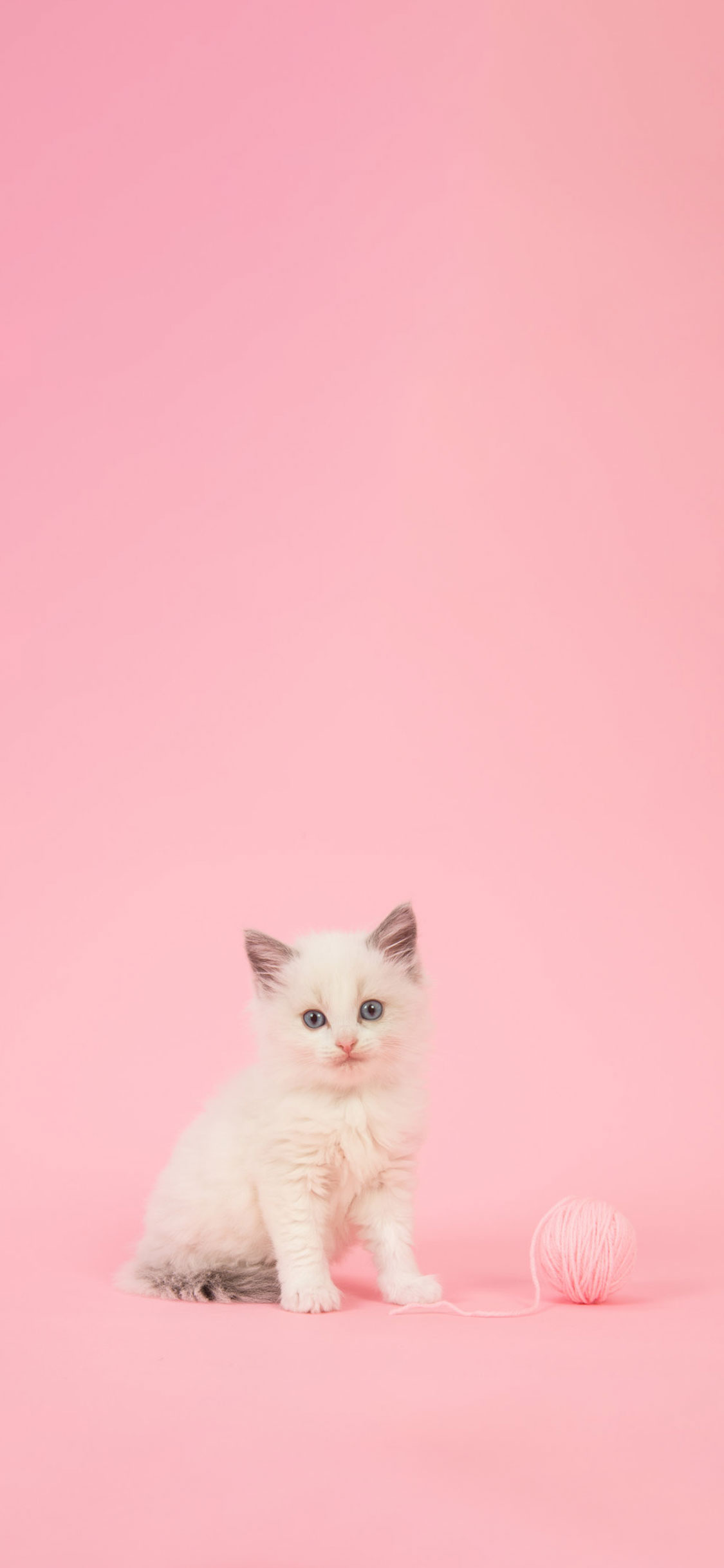 Gato