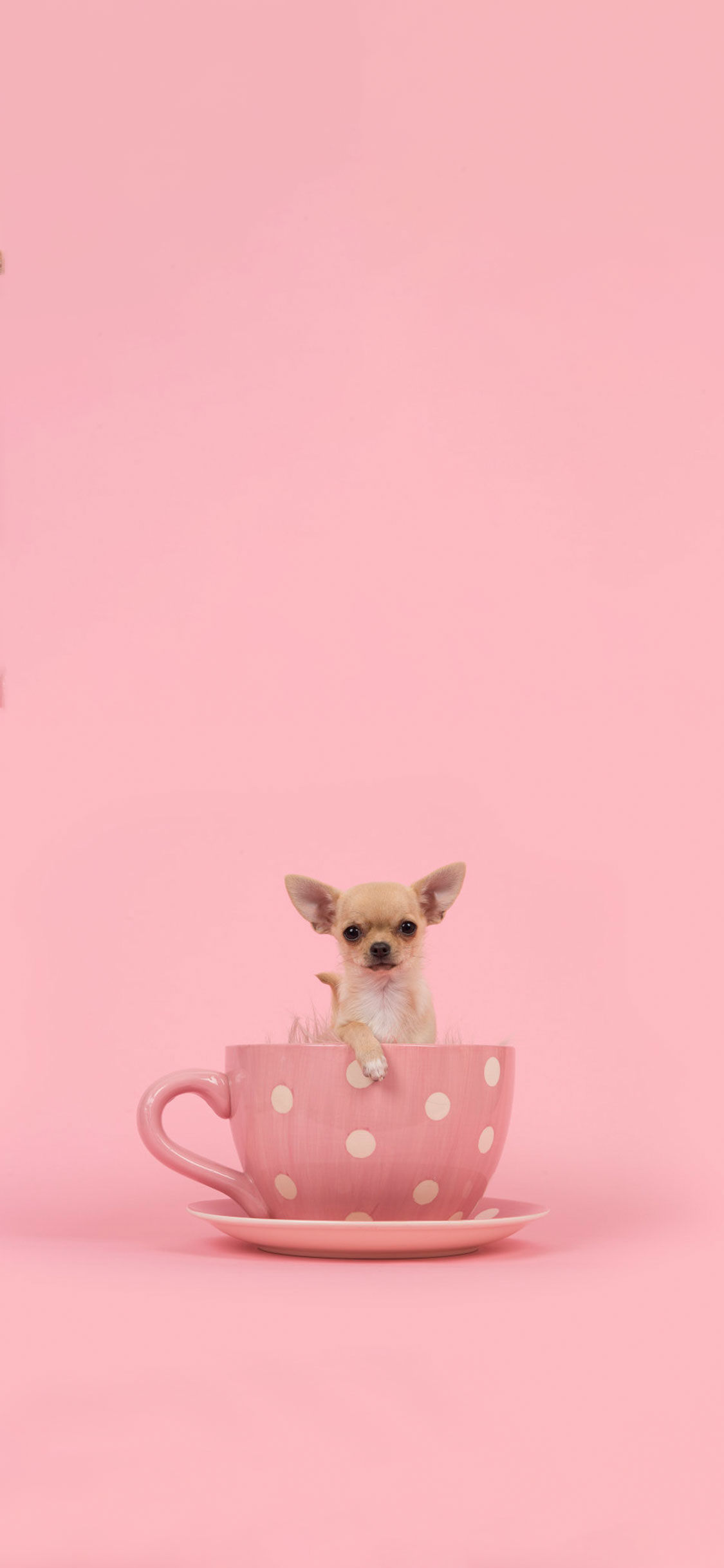 Cachorro