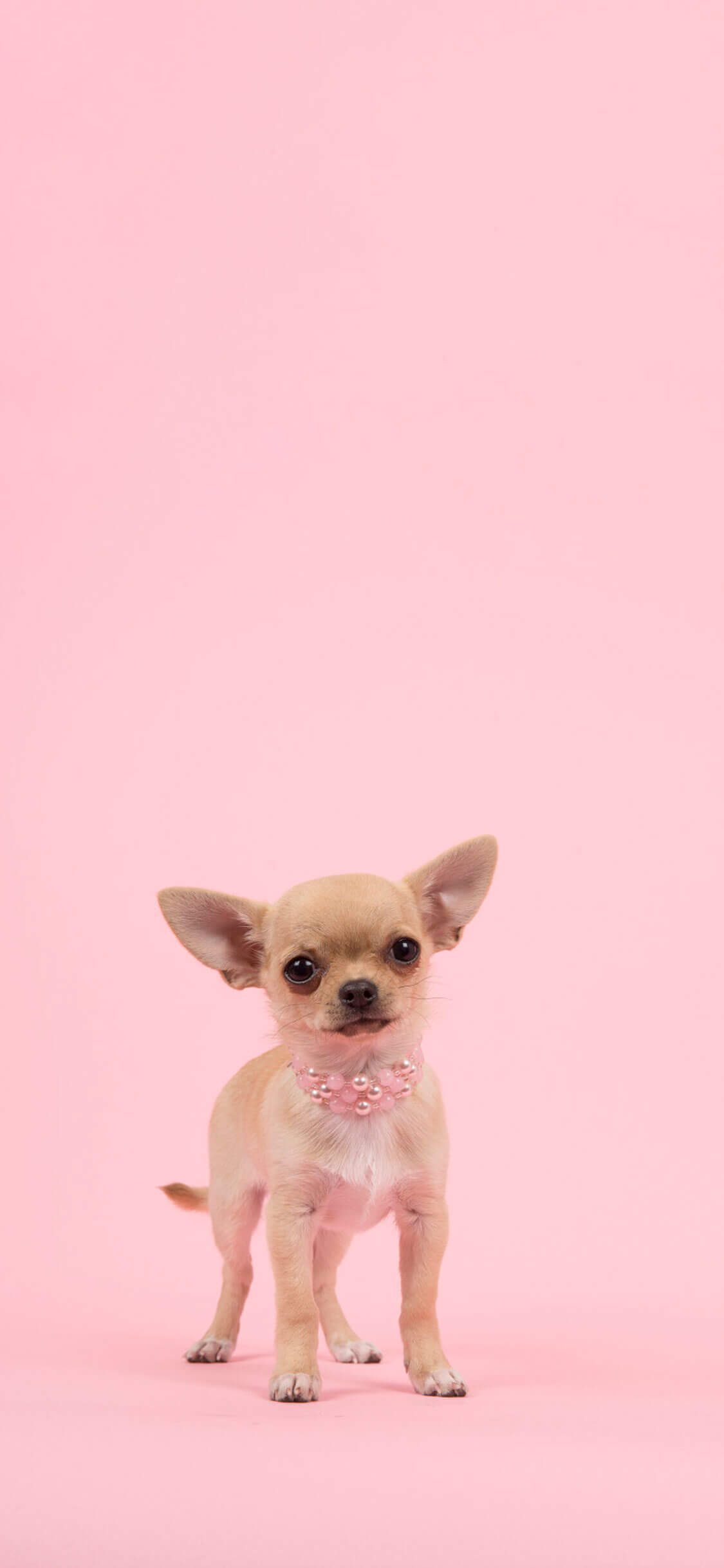 Cachorro