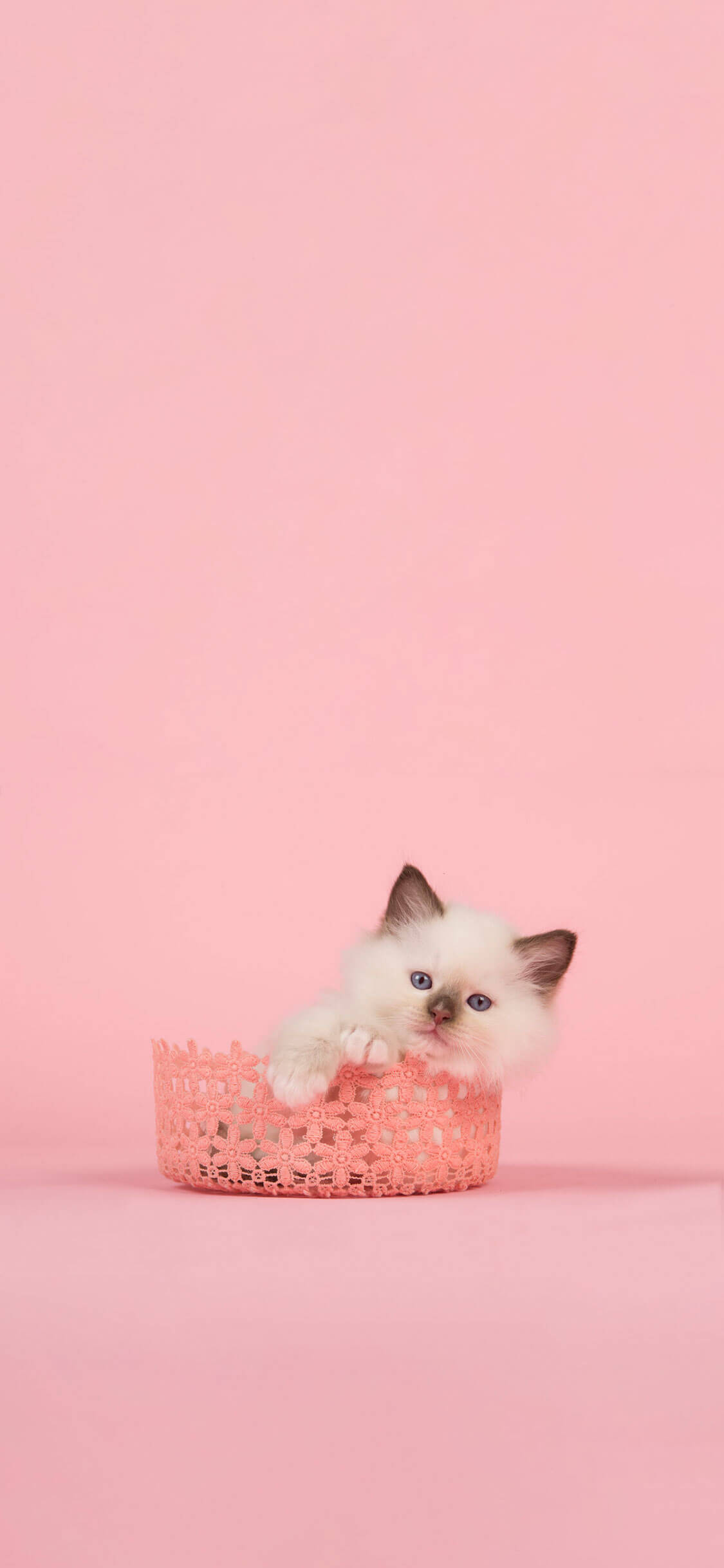 Gato