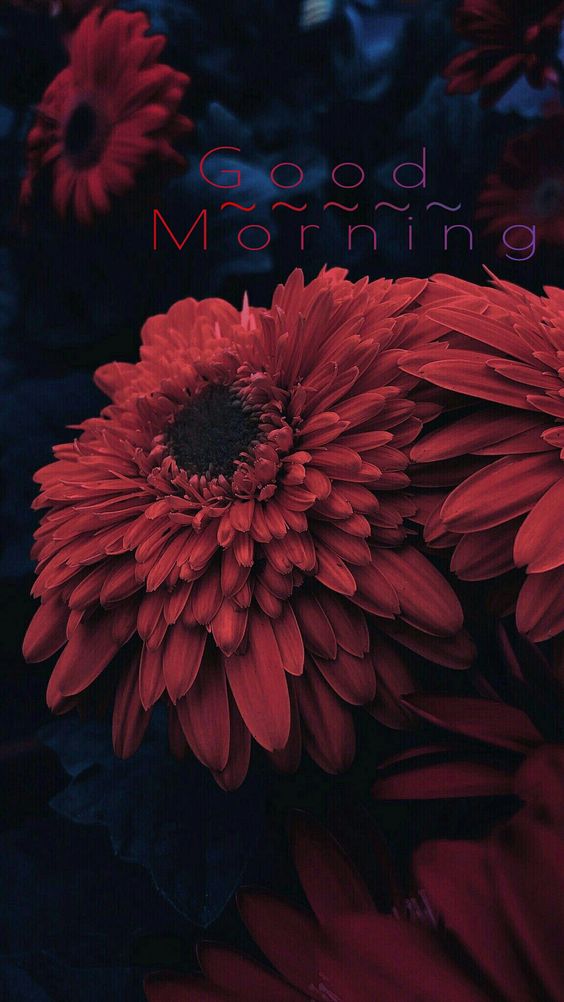 Bom dia flor