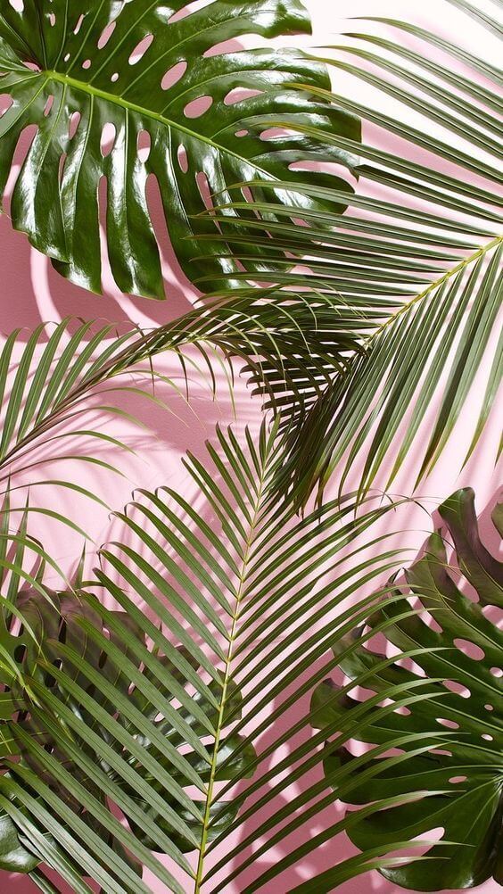 Papel de parede de vegetação