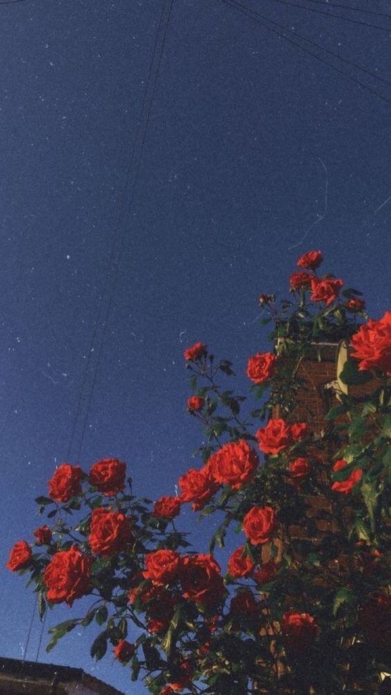 rosas e noite