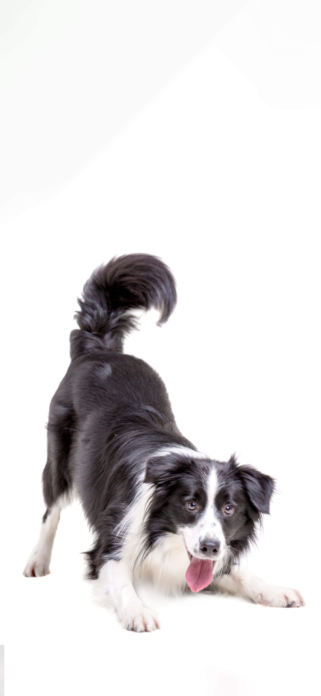 Cão 1