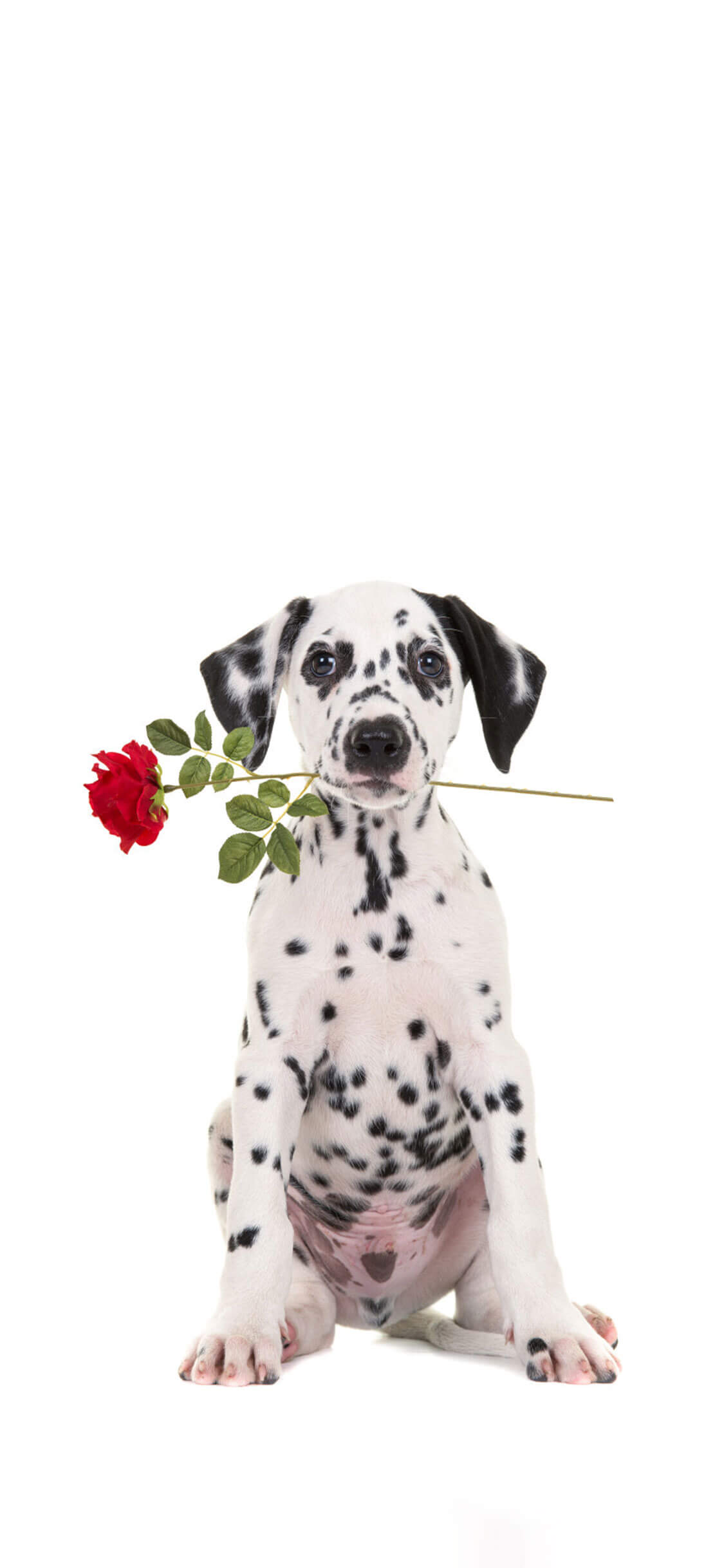 Cão 2