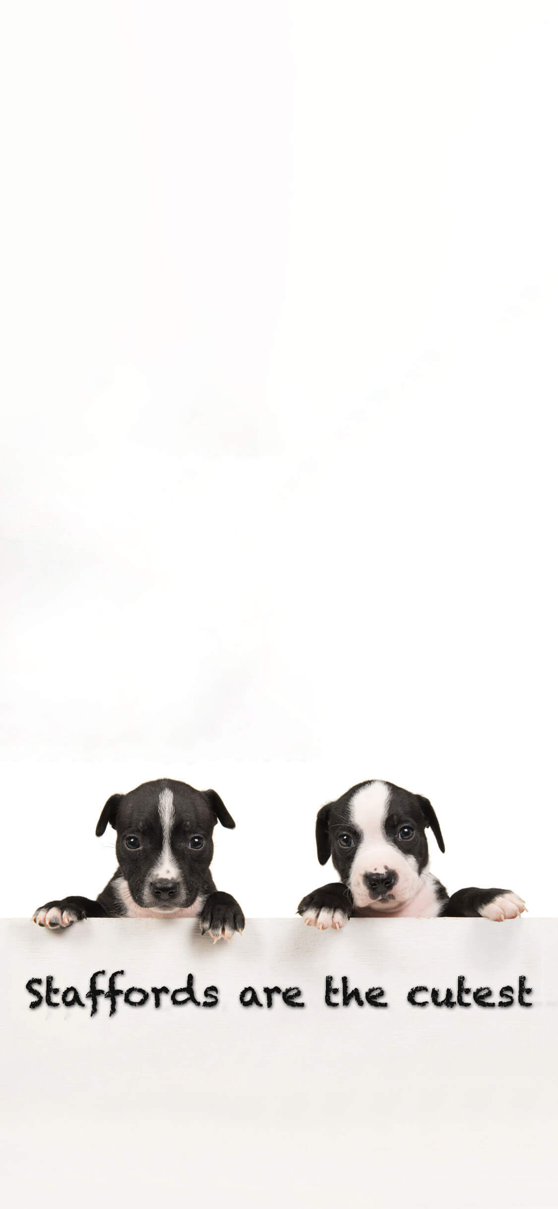 Cão 3