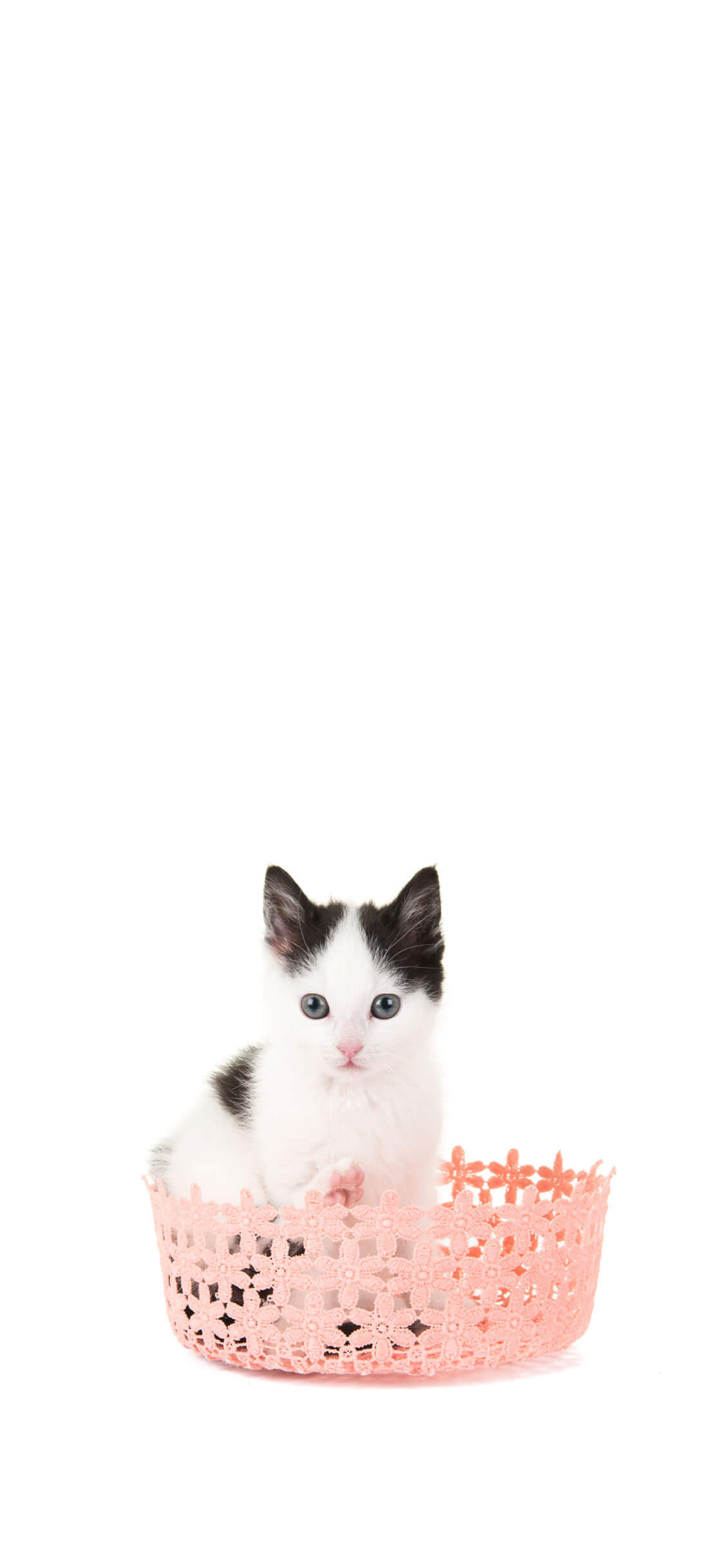 Gato