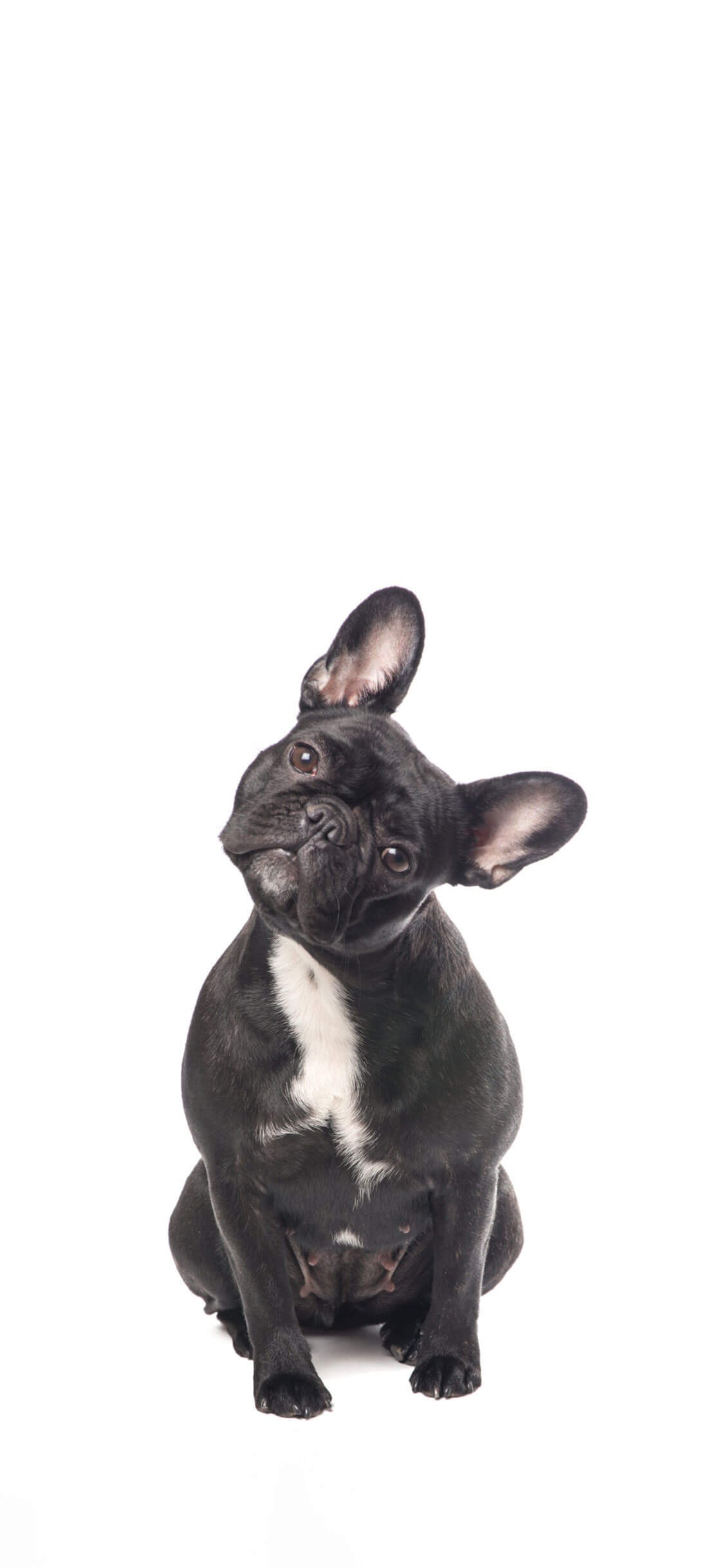 Cão 5