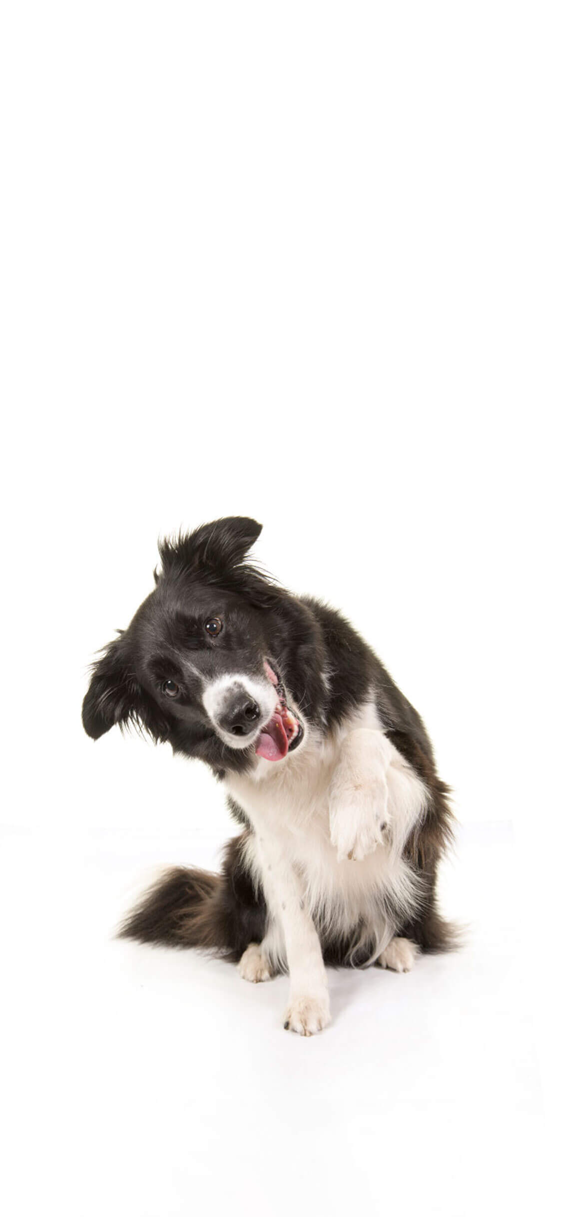 Cão 6