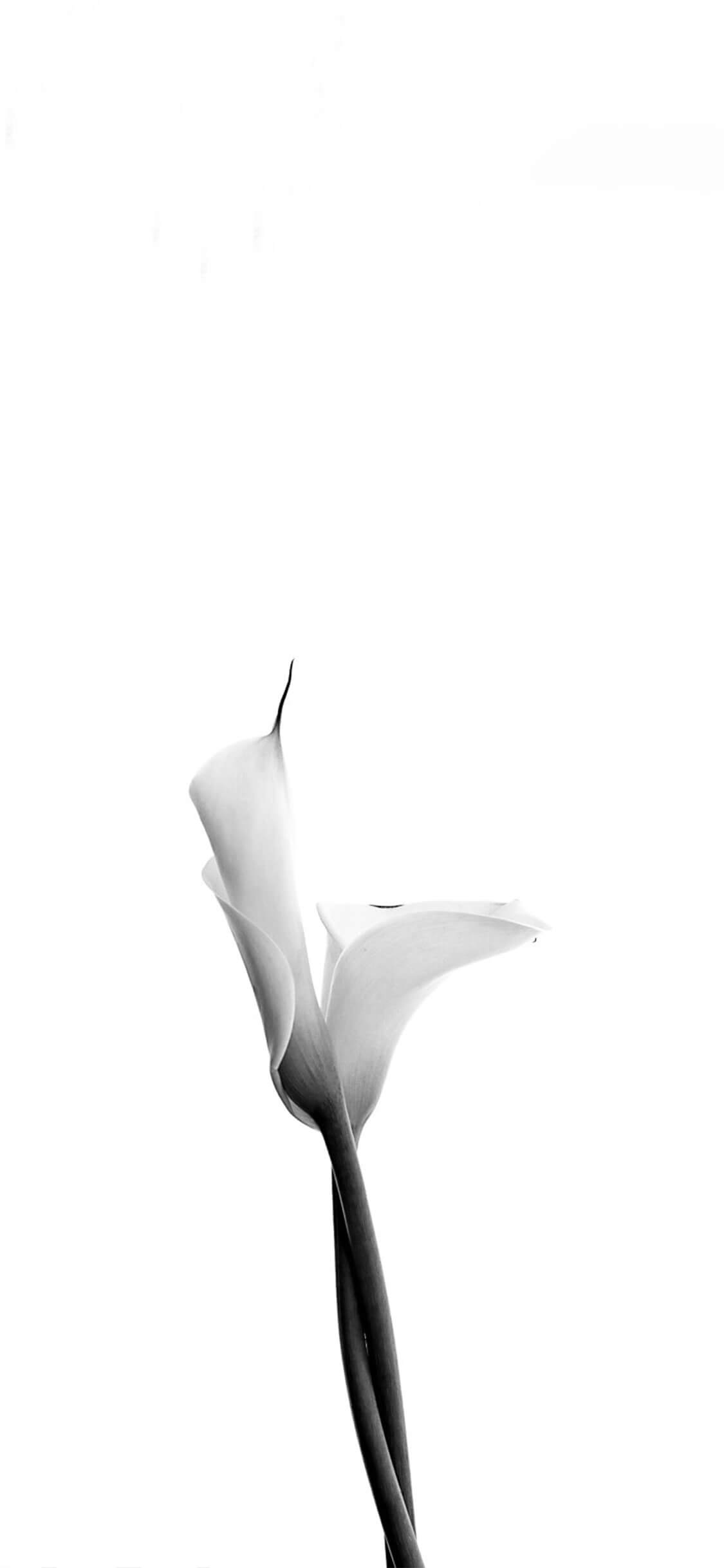 Flor branca