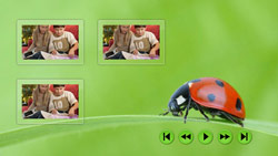 Lady Beetle